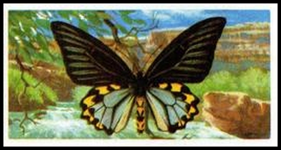 20 Papilio (Ornithoptera) hypolitus